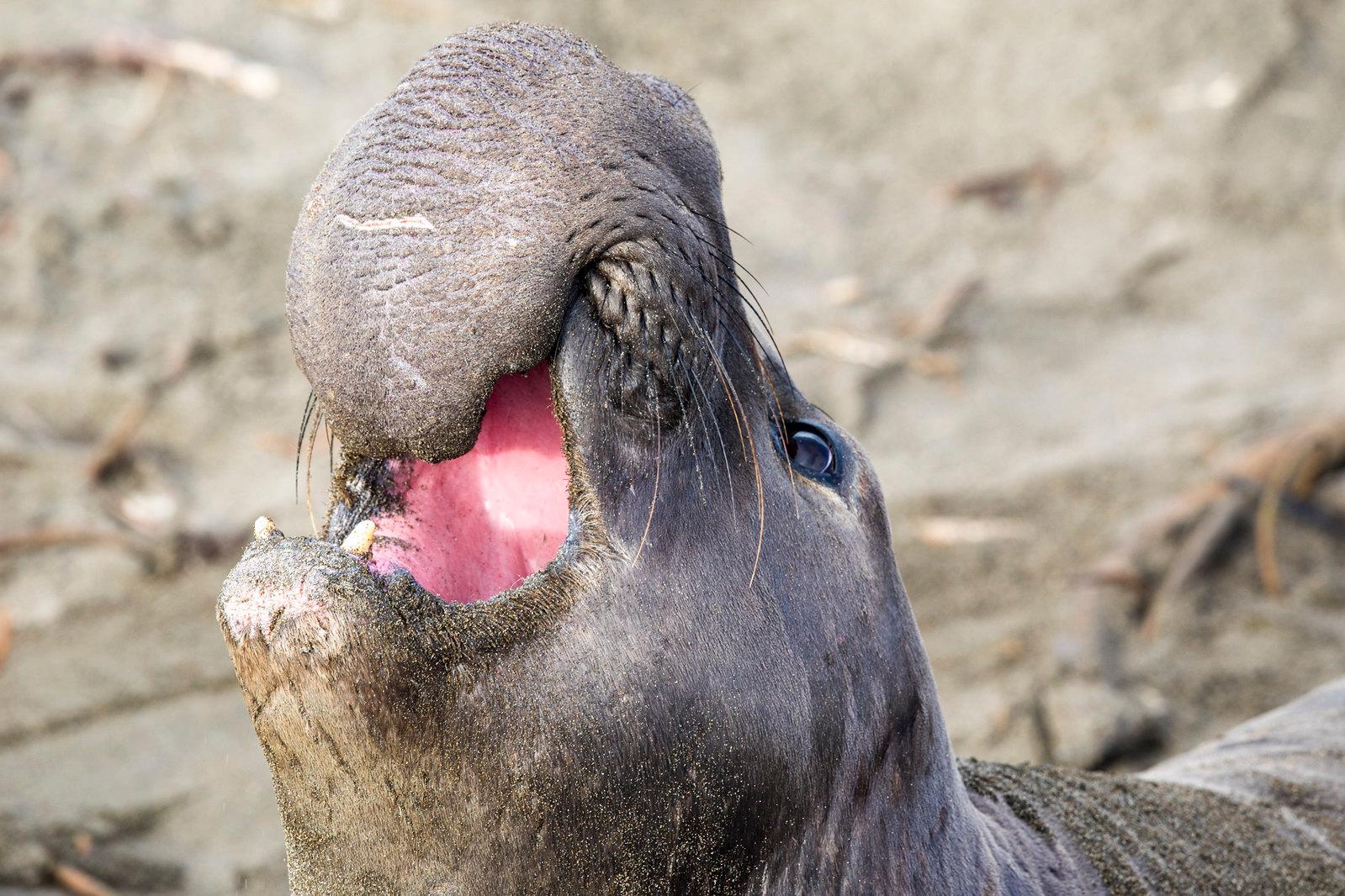 Central Coast Offers 41 Beaches, Wildlife Parks, Adventure Activities