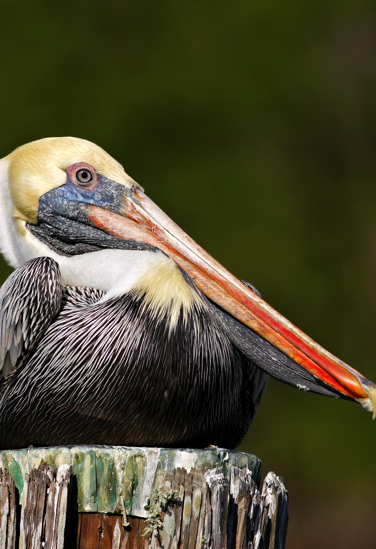 Central Coast Families Discover Pelican Feedings, Obstacle Courses, Reptiles